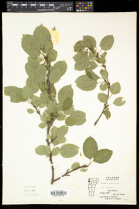 Rhamnus cathartica image