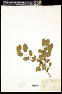 Rhamnus cathartica image