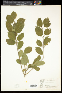 Rhamnus cathartica image