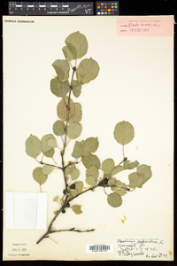 Rhamnus cathartica image