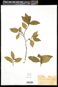 Rhamnus alnifolia image