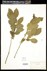 Rhamnus alnifolia image