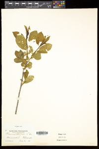 Rhamnus alnifolia image