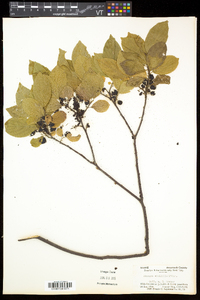 Rhamnus alnifolia image