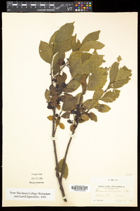 Rhamnus alnifolia image