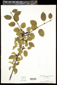 Rhamnus cathartica image