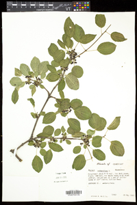 Rhamnus cathartica image