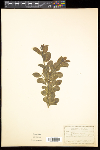 Rhamnus cathartica image