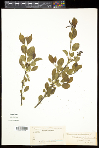 Rhamnus cathartica image