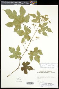 Ampelopsis glandulosa var. brevipedunculata image