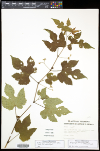 Ampelopsis glandulosa var. brevipedunculata image