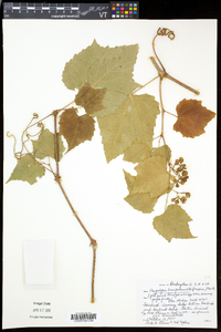 Ampelopsis glandulosa var. brevipedunculata image