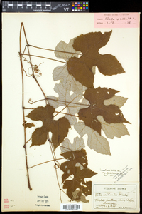 Vitis aestivalis var. bicolor image