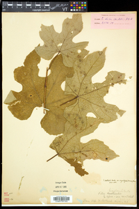 Vitis aestivalis var. bicolor image