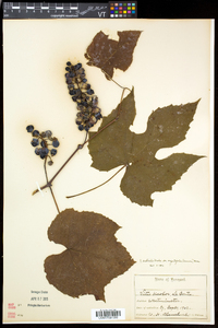 Vitis aestivalis var. bicolor image