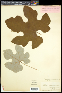 Vitis aestivalis var. bicolor image