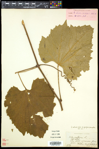 Vitis aestivalis var. bicolor image