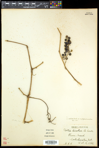 Vitis aestivalis var. bicolor image