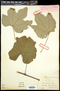 Vitis aestivalis var. bicolor image