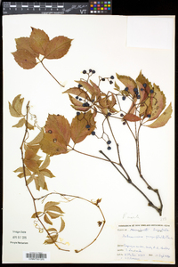 Parthenocissus inserta image