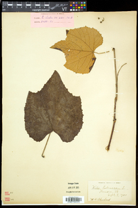 Vitis labrusca image