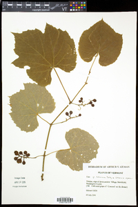 Vitis labrusca image