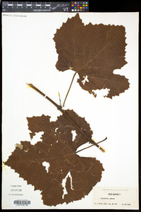 Vitis labrusca image