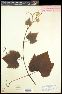 Vitis labrusca image