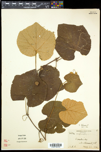 Vitis labrusca image