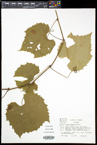 Vitis riparia image