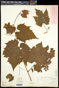 Vitis riparia image