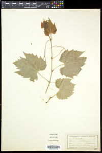 Vitis riparia image