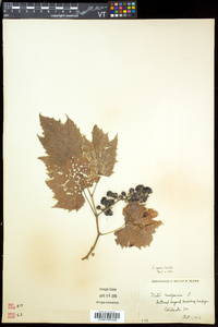 Vitis riparia image