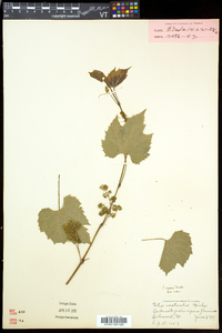 Vitis riparia image