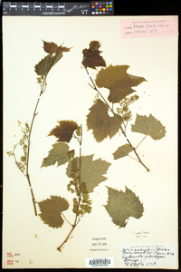 Vitis riparia image