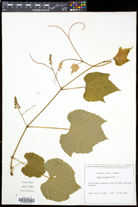 Vitis riparia image