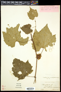 Vitis riparia image