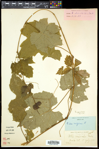 Vitis riparia image