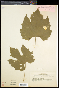 Vitis riparia image