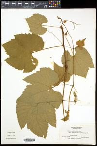 Vitis aestivalis var. bicolor image