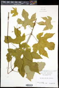 Vitis riparia image