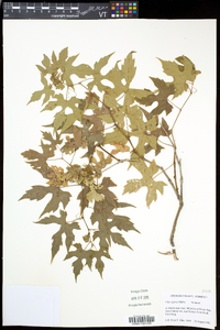 Vitis riparia image