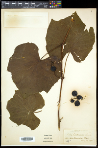 Vitis labrusca image