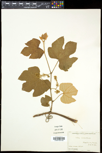 Vitis labrusca image