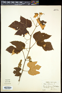 Vitis labrusca image