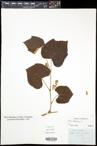 Vitis labrusca image