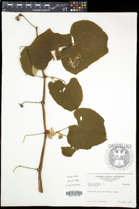 Vitis labrusca image