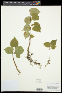 Tilia cordata image