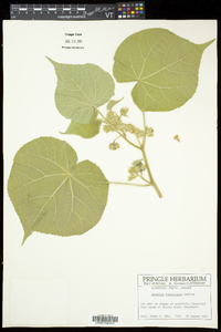 Abutilon theophrasti image