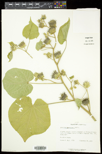 Abutilon theophrasti image